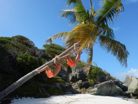 To Caribiske aber