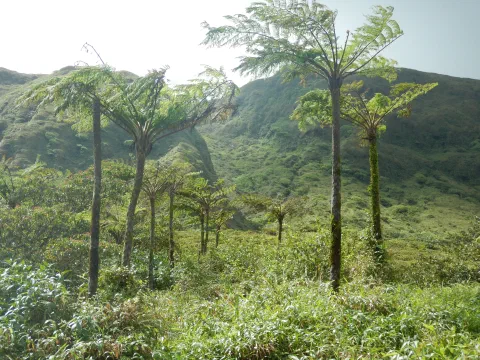 Mount Pelee