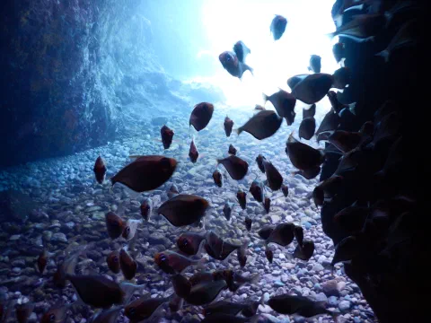 Snorkling ved The Caves – Norman Island