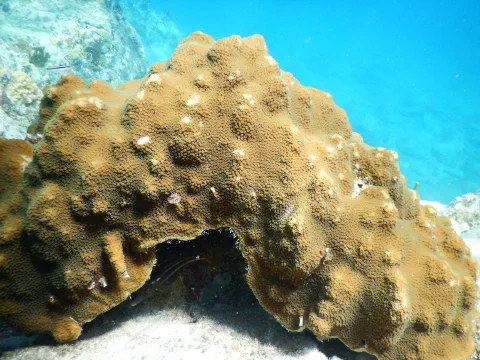 Snorkling ved The Caves – Norman Island