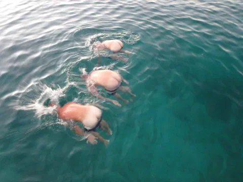 Hvidhvaler i Bequia