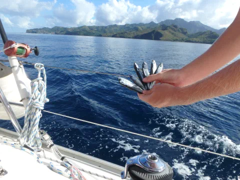 Nattens fangst af flyvefisk på vej til Bequia