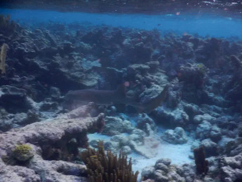 Nurse shark