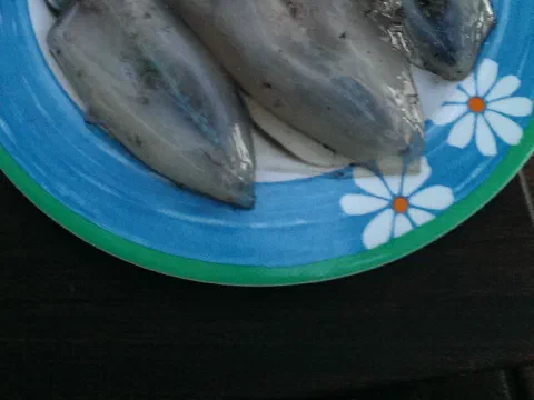 Heines fangst af blæksprutter